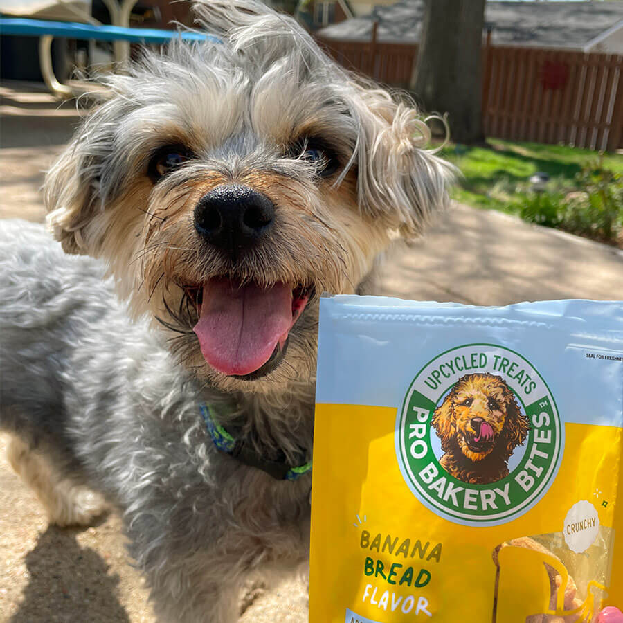 AGASite_Charlieandtreats (1) Dog with tongue out and bag of Banana Bread flavored Pro Bakery Bites